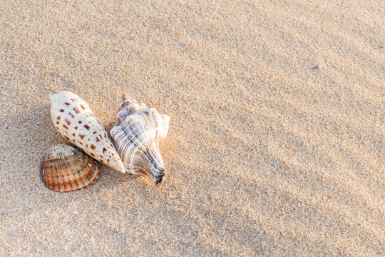 sea snails and shell over sand