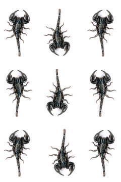 Black Scorpion isolated on white background.