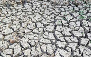 Closeup of a cracked earth background texture.