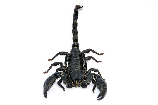 Black Scorpion on white background.