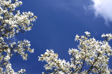 magnolia blossoms against the blue sky/ magnolia blossoms against the blue sky