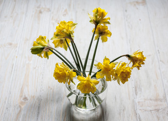 daffodils