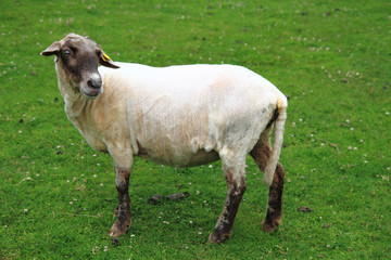 Obraz premium sheep from Jeseniky mountains
