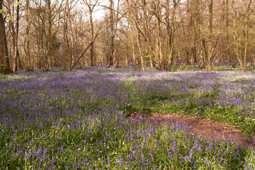 Fototapeta premium Sea of bluebells in Sussex Wood