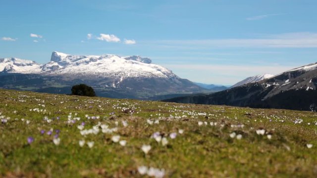 Champs de Crocus (D&eacute;voluy / Is&egrave;re)