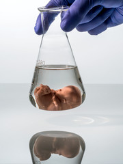 Symbolfoto Embryo, Gentechnik und Abtreibung. Schangerschaft dur