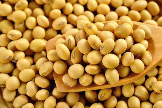 soy beans close up background