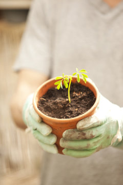 Hand with glove holding flowerpot with Moringa seedling
