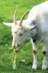 white goat head