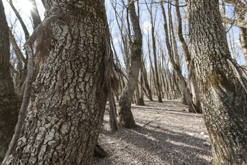 Forest of bare beech trees in winter with clear sky