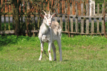 Naklejka premium white goat in the green grass..