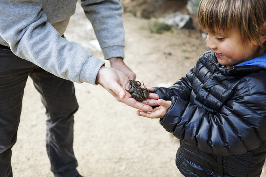 Father showing his little son a frog sitting on his hand