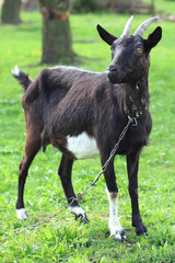 Naklejka na ściany i meble black goat in the grass
