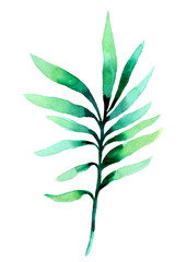 Watercolor illustration of  green leav on a white background. 