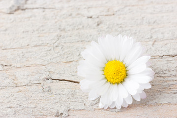 One daisy flower on white wooden background with copy space on t