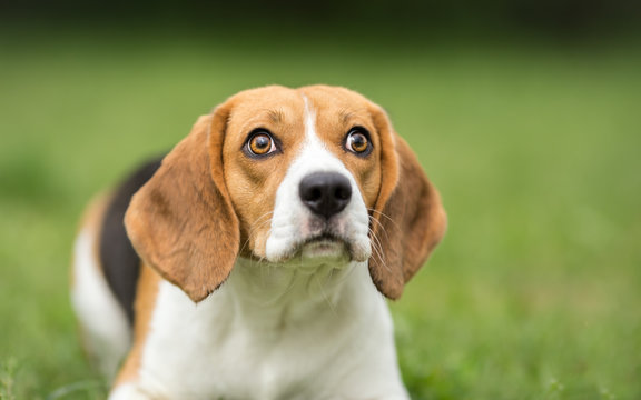 Portrait of Beagle close-up