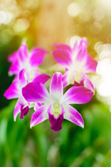 Fototapeta na wymiar Beautiful Purple Dendrobium orchid flower in the orchid garden.