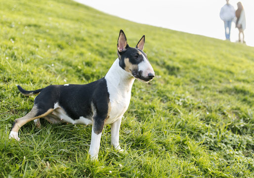 Bull terrier on a meadow