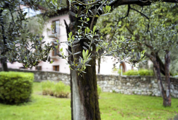 Olive tree. Color image