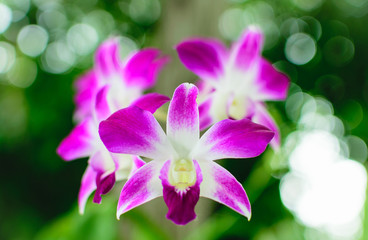 Naklejka na ściany i meble Beautiful Purple Dendrobium orchid flower in the orchid garden.