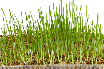 germinated wheat germ