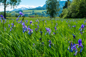 Irisblüte im Rugeller Ried, Liechtenstein