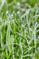 Morning dew on the grass