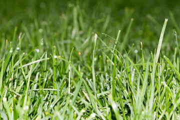 Morning dew on the grass