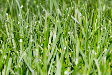 Morning dew on the grass