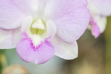 Fototapeta na wymiar Closeup purple orchid flower on blurred background