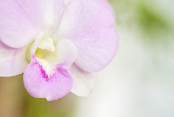 Closeup purple orchid flower on blurred background
