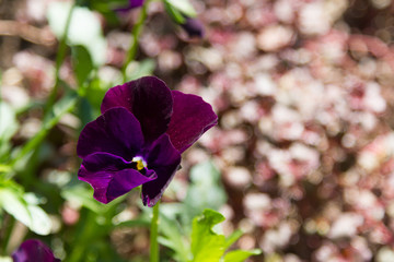 Obraz premium violet flower of pansies