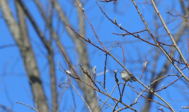 Roitelet &agrave; couronne dor&eacute;e