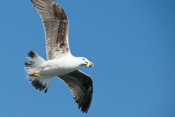 Seagull flying with fish to be caught holding it in its beak