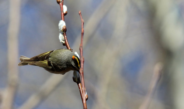 Roitelet &agrave; couronne dor&eacute;e