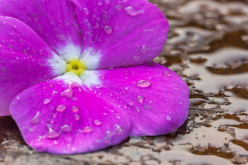 Flor caída no chão.