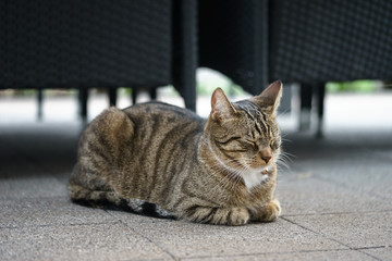 Hauskatze