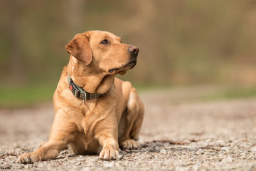 Labrador Retriever Dog