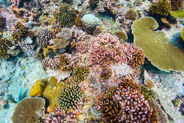 Coral reef underwater