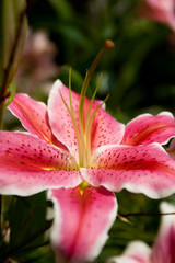 Fototapeta premium Zephyranthes flower. Common names for species in this genus include fairy lily, rainflower, zephyr lily, magic lily, Atamasco lily, and rain lily