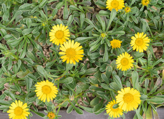 yellow flowers