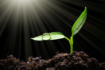 Seedling with water drops and sunlight