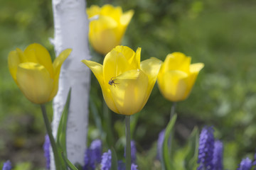 Colour of tulips in spring