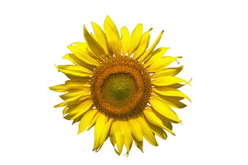 Sunflower Isolated