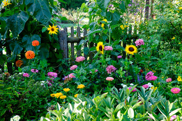 romantischer Bauerngarten im Sommer mit Zinnien und Sonnenblumen am Gartenzaun, üppiges Grün und strahlende, leuchtende Blüten - obrazy, fototapety, plakaty