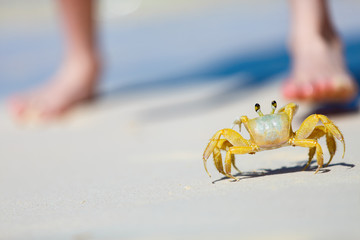 Crab at beach