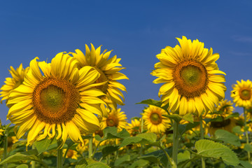 Beautiful Big Sunflowers blooming against a blue sky,yellows flo