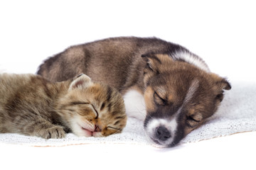 little puppy and kitten