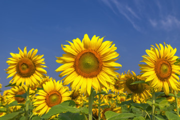 Beautiful Big Sunflowers blooming against a blue sky,yellows flo