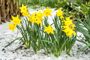 Photo sur Plexiglas Narcisse Daffodil flower bunch in April snow
